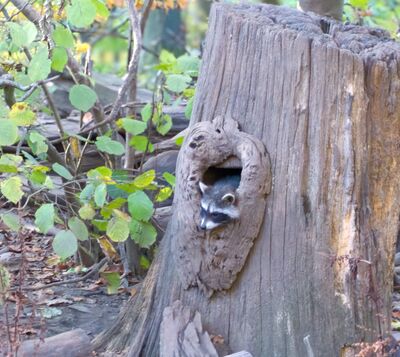 IBG - Autumn Hike in the Bilstein Valley